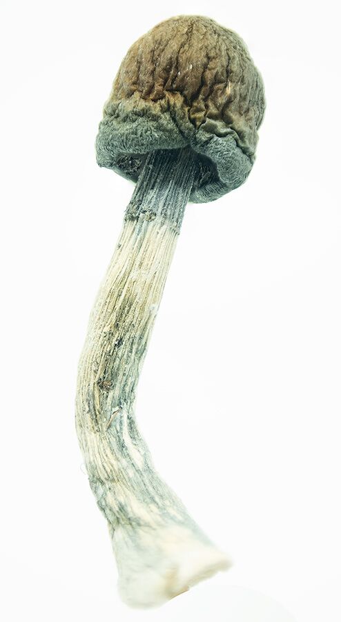 Blue Meanie 2, buy magic mushrooms online canada, 3 amigos@0.5x