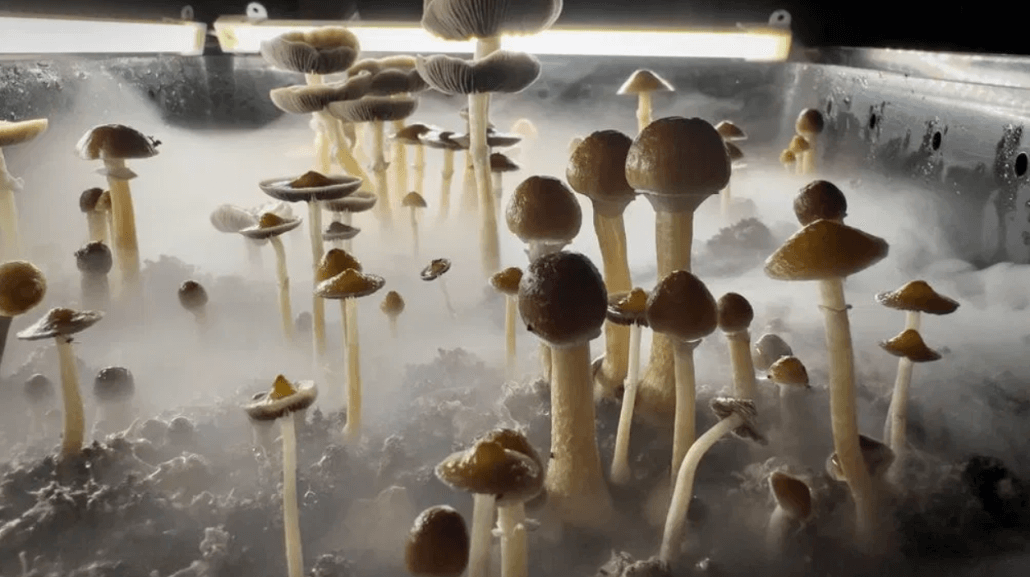 Psilocybin Mushrooms