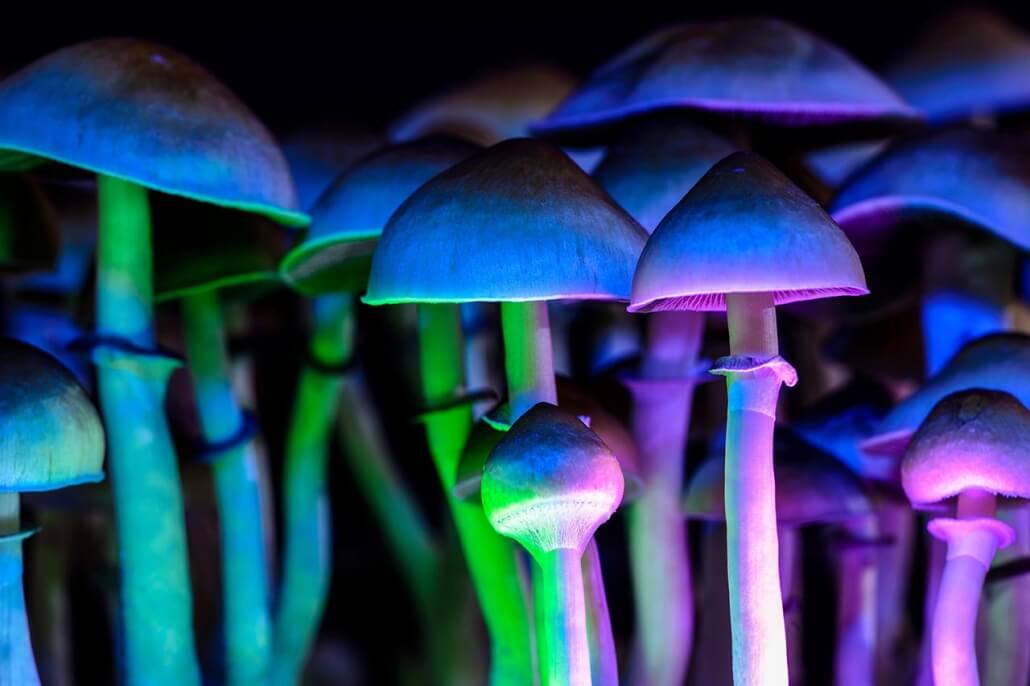 Shrooms