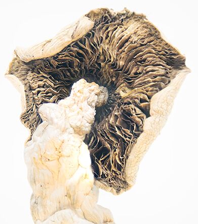 Golden Teacher Magic Mushrooms - Image 2